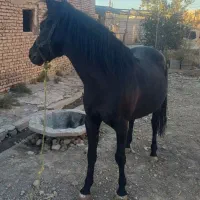 اسب مشکی اصل کرد|اسب و تجهیزات اسب‌سواری|تبریز, |دیوار
