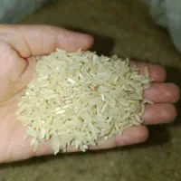 برنج تارم هاشمی تازه برداشت بهترین پخت با ماش ریز|حراج|دهدشت, |دیوار