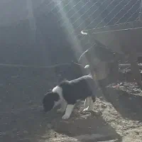 واگذاری|سگ|سراب, |دیوار