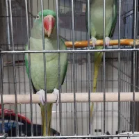 جفت شاه طوطی مولد کارداده