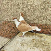 جفت بدرنگ خوشرنگ کاکلی زرد پشت کبوتر دمگیر شیرازی|پرنده|لنجان, |دیوار