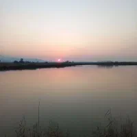 کارگر ساده برای پرورش ماهی