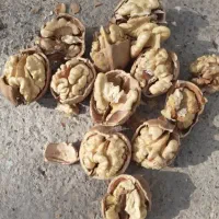 گردو