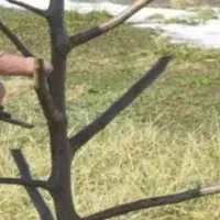 هرس انواع درخت پذیرفته میشود .حومه قرچک ورامین