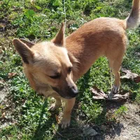 سگ پیدا شده