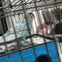 مرغ عشق نر رنگین کمونی