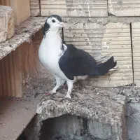 نر سیاه پشت|پرنده|اصفهان, ارغوانیه|دیوار