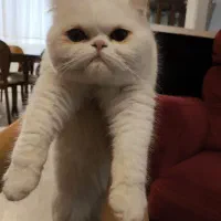 واگذاری گربه