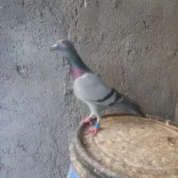 کبوتر|پرنده|اقبالیه, |دیوار