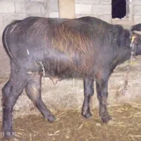 گوساله گاومیش نر