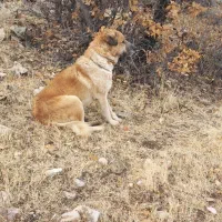 سگ نگهبان|سگ|گهواره, |دیوار