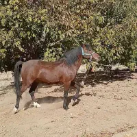 اسب کرد مخصوص سواری|اسب و تجهیزات اسبسواری|همدان, |دیوار