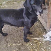 باسکت شکاری ماده|سگ|صومعهسرا, |دیوار