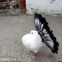 کفتر دم چتری