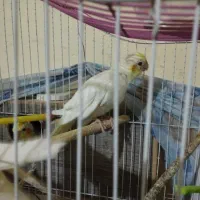 جوجه‌عروس‌هلندی