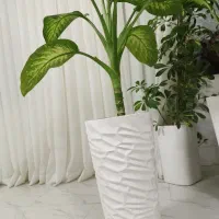 گل دیفن|گل و گیاه طبیعی|تربت جام, شهرک معلم|دیوار