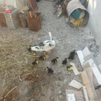 9 تا جوجه سیکا