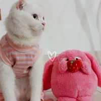 فروش گربه اسکاتیش