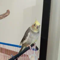 عروس هلندی|پرنده|علیآباد کتول, |دیوار