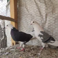 کبوتر پرشی|پرنده|فولادشهر, سایت صنعتی کاوه|دیوار