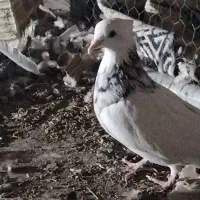 طوق سور نر معامله|پرنده|بم, |دیوار