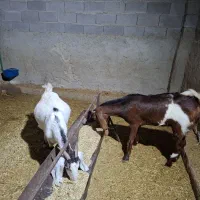 بز دورگ پاکستانی کهردار و آبستن