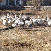 قازی خومالی  جوان|حیوانات مزرعه|پیرانشهر, |دیوار