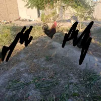 خروس محلی چاق و چله