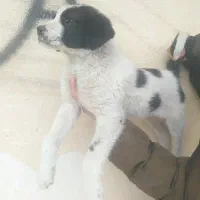 قدریجان افغانی|سگ|بروجرد, |دیوار