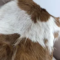 پوست بز طبیعی|صنایع دستی و سایر لوازم تزئینی|مرند, |دیوار