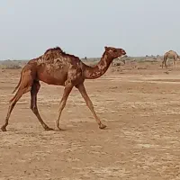 شتر 7*ماهه