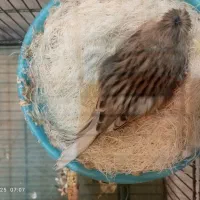 یه جفت قناری نر با تخم|پرنده|قرچک, شهرک طلائیه|دیوار