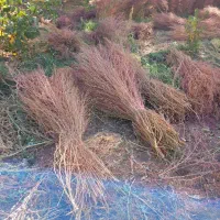 جارو شهرداری