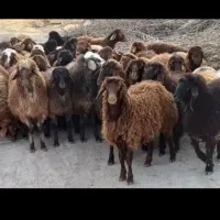 گوسفند. قربانی. نزری. محرم صفر