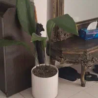 گلدان (با گل های بزرگ و سالم)