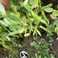 باقالا هیستال زود راس|عمدهفروشی|جویبار, |دیوار