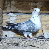 کبوتر کلاغ هفترنگ