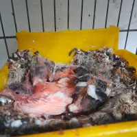 قناری رو جوجه|پرنده|قائمشهر, |دیوار