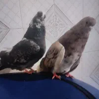 کبوتر نوک ریزوقنار|پرنده|گرمی, |دیوار