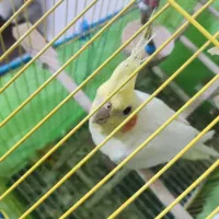 عروس هلندی پخ|پرنده|شفت, |دیوار