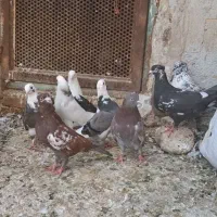کبوتر فروشی تهرانی|پرنده|بوئین زهرا, |دیوار