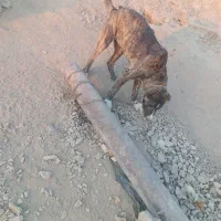 سگ نگهبان|سگ|بیرجند, |دیوار