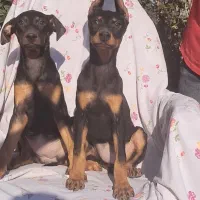 دوبرمن مشکی وبلوطی روت واایلر نر گارد آمریکایی