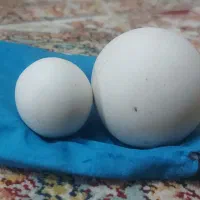 سنگ زینتی قدیمی که تو کوه پیدا کردن|کلکسیون اشیاء عتیقه|چرداول, |دیوار