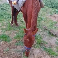 اسب آرام ۷ساله نریان