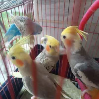 عروس هلندی و مرغ عشق قیمت توافقی.