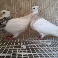 یک‌جفت‌طوقی