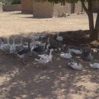 غاز جوان و ترتمیز