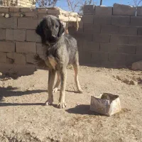 واگذاری سگ|سگ|کبودرآهنگ, |دیوار