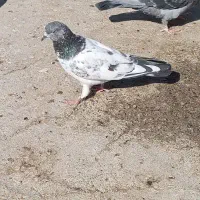 کبوتر پرشی|پرنده|زابل, |دیوار